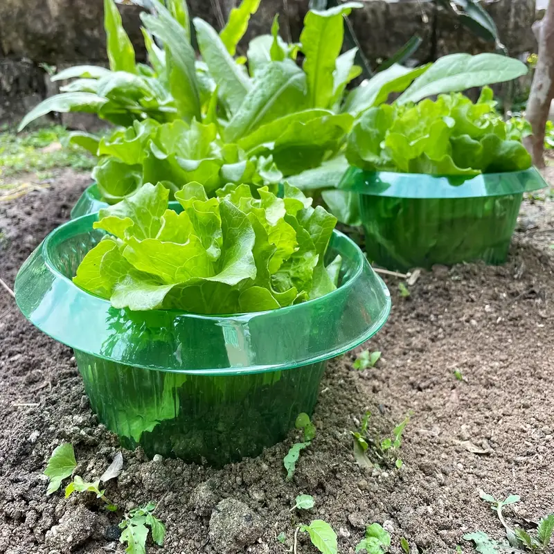 Pflanzen Slug Schutz Ringe Gem – Gardening Tools Green Bewertung und Preis