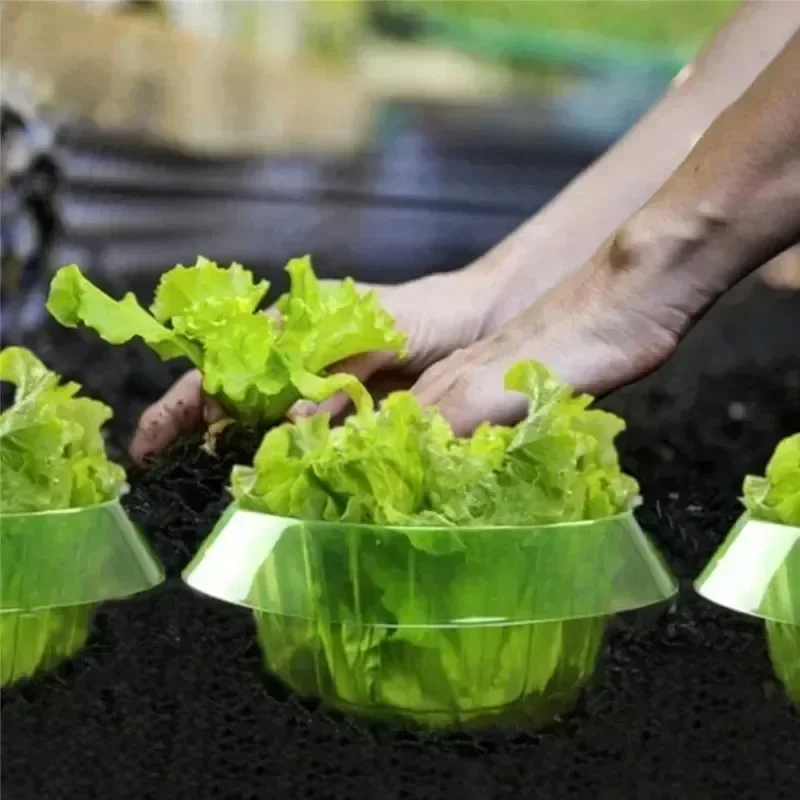Pflanzen Slug Schutz Ringe Gem – Gardening Tools Green Bewertung und Preis